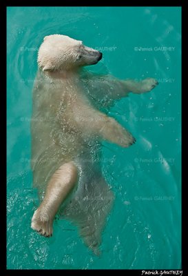Flocke Polar bear 6400.jpg