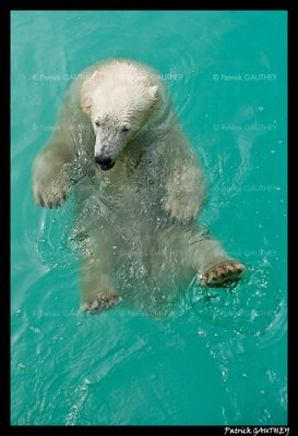 Flocke Polar bear 6406.jpg