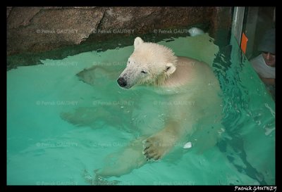 Flocke Polar bear 6494.jpg
