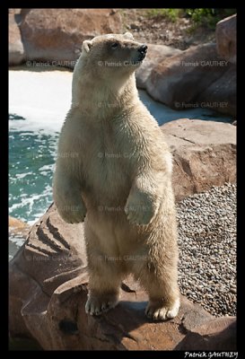 Raspoutine Polar bear 5794.jpg