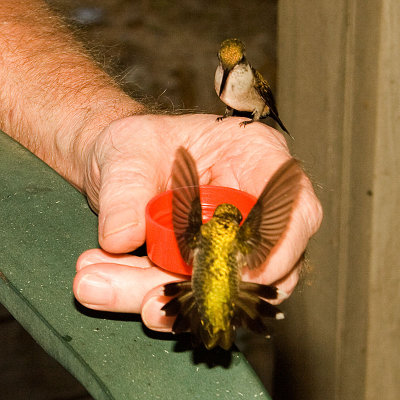 Bird in Hand