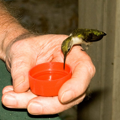 Hand Fed