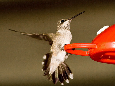 Hummingbirds
