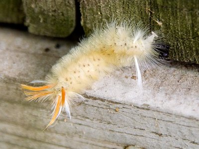 Insects