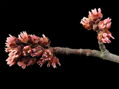 Elm