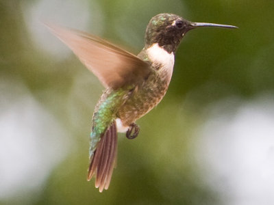 Male Hummer Hovering