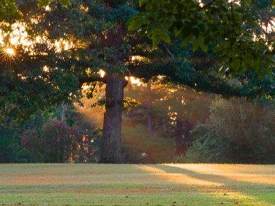 Morning Light