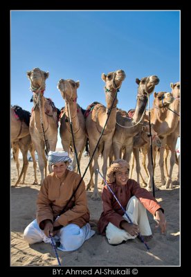 Friends with the camels