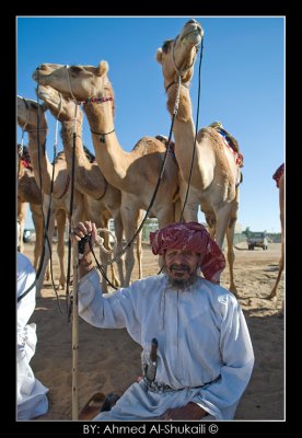 An old omani man with his camel