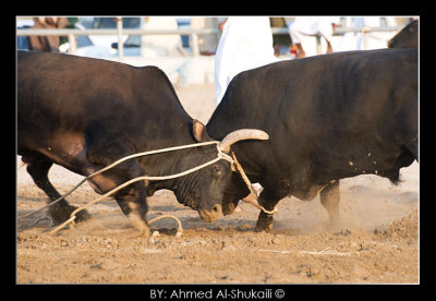 Bull fight - Barka
