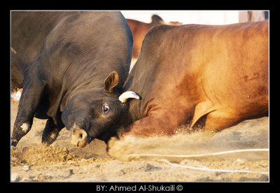 Bull Fight - Barka