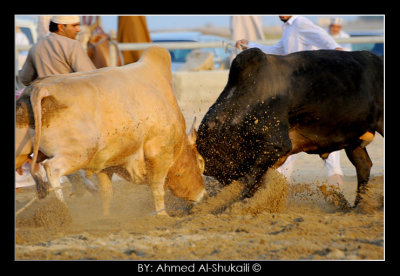 Bull Fight - Barka