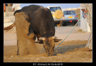 Bull Fight - Barka