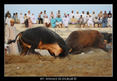 Bull Fight - Barka