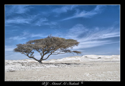 Alone in the white Sands