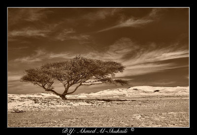 Alone in the white Sands - Sepia