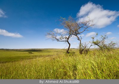 Green Salalah