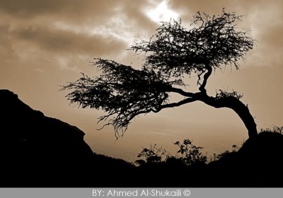 Lonely Tree