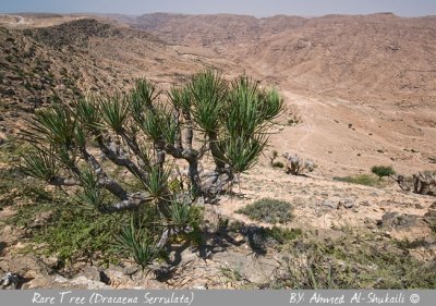 Rare Trees of Oman
