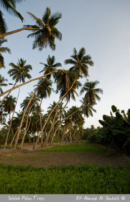 Salalah Palm Trees