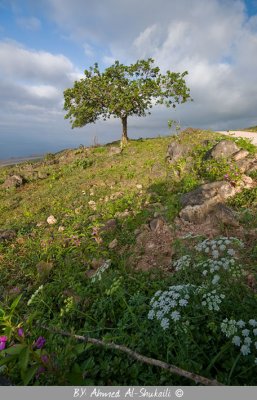 Green Salalah