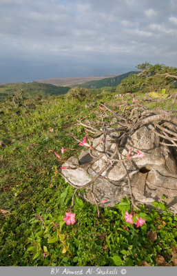 Green Salalah