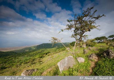 Green Salalah