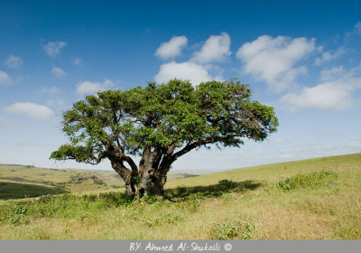 Green Salalah