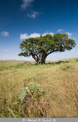 Green Salalah