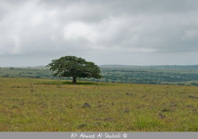 Lonely Tree