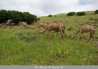 Camels of Salalah