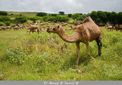 Camels of Salalah