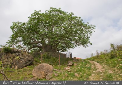 Rare Giant Tree in Dhalkout