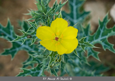 Flowers of Dhofar