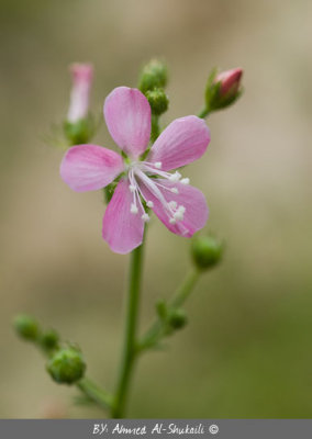 Flowers of Dhofar