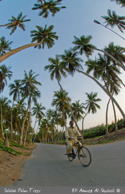 Salalah Palm Trees