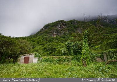Green Dhalkout