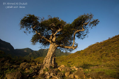 _DSC0563 copy.jpg