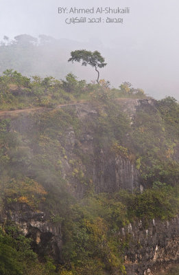 Lonely Tree