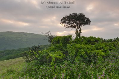 Green Hills of Iteen