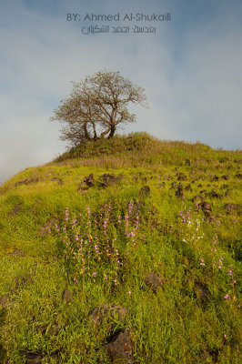Green Hills of Iteen