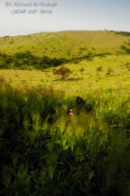 Green Hills of Iteen