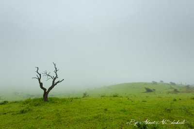 Lonely Tree