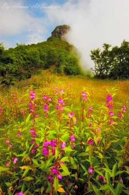 Green Salalah - Rakhyout