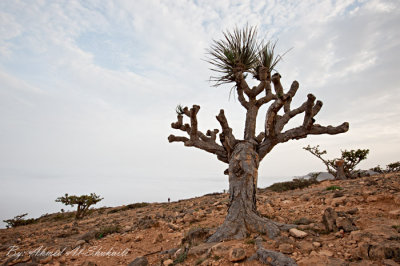 Dragon Blood Tree