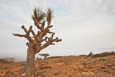 Dragon Blood Tree