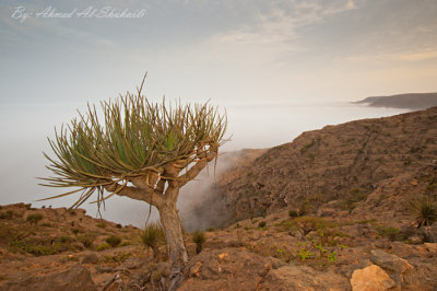 Dragon Blood Tree
