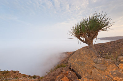 Dragon Blood Tree