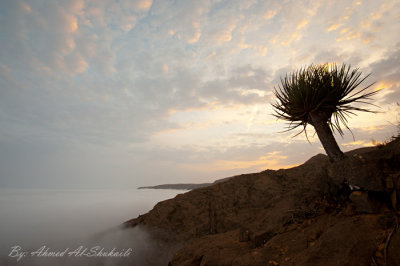 Dragon Blood Tree