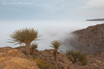 Dragon Blood Tree